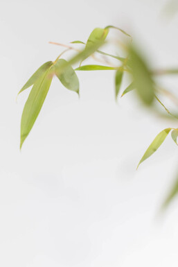 Goldrohrbambus / Phyllostachys Aurea 250-275 cm - Topf