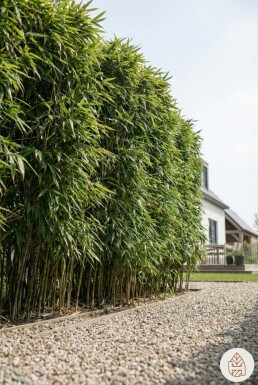 Bambou / Phyllostachys Bissetii 250-275 cm - Pot