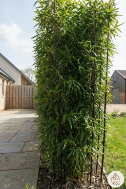Phyllostachys nigra 225-250 cm - Kruka