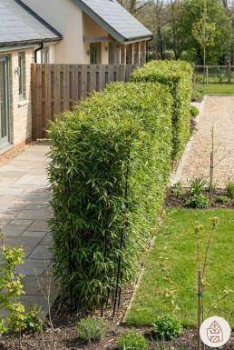 Phyllostachys nigra 225-250 cm - Kruka