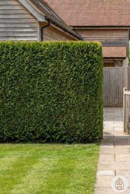 Lebensbaum / Thuja Plicata Excelsa 60-80 cm - Topf