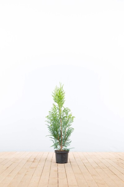 Lebensbaum / Thuja Plicata Excelsa 60-80 cm - Topf