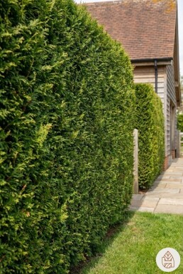 Lebensbaum / Thuja Plicata Excelsa 150-175 cm - Topf