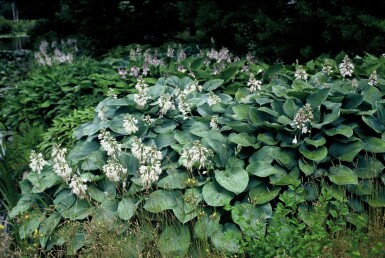 Hosta sieboldiana 'Elegans' P17 Vaste plant