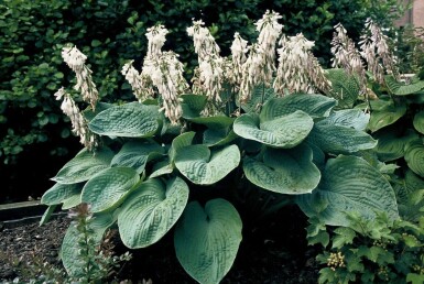 Hosta sieboldiana 'Elegans' P17 Vaste plant