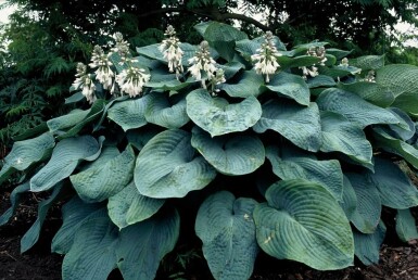 Hosta sieboldiana 'Elegans' P17 Vaste plant