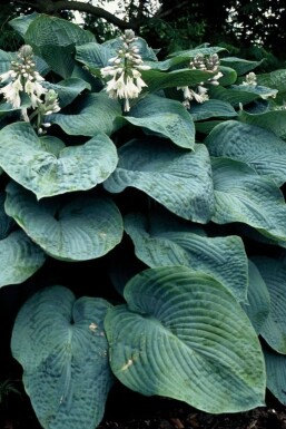 Hosta sieboldiana 'Elegans' P17