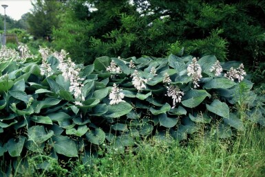 Hosta sieboldiana 'Elegans' P17 Vaste plant