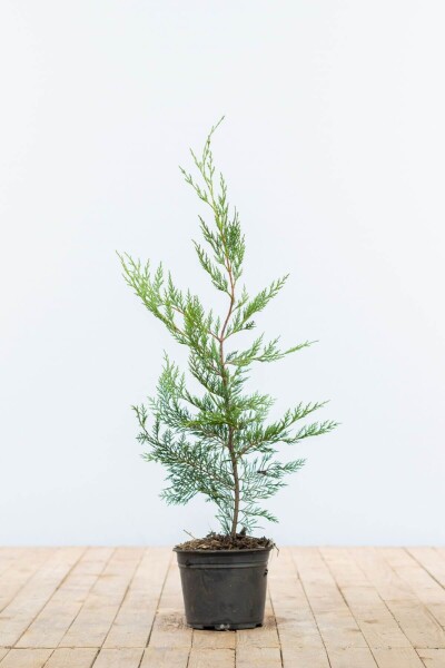 Cipres / Leyland Cupressocyparis Leylandii 60-80 cm - Pot
