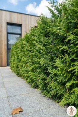 Cipres / Leyland Cupressocyparis Leylandii 80-100 cm - Pot
