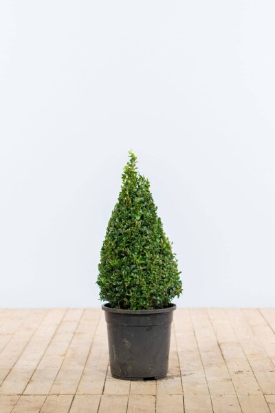 Buxus sempervirens 50-60 cm Buxus sempervirens 50-60 cm
