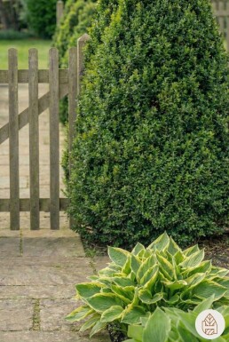 Buis / Buis Pyramide 70-80 cm - Motte