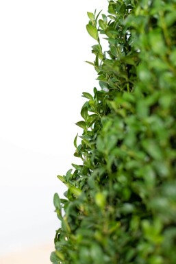 Buxus sempervirens