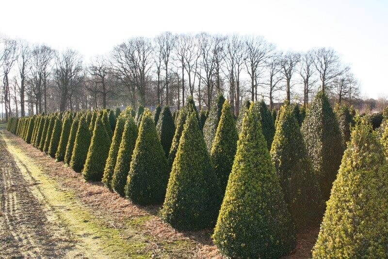 Buxus sempervirens