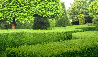 Buchsbaumhecke / Buxus Sempervirens