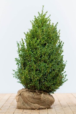 Buchsbaumhecke / Buxus Sempervirens