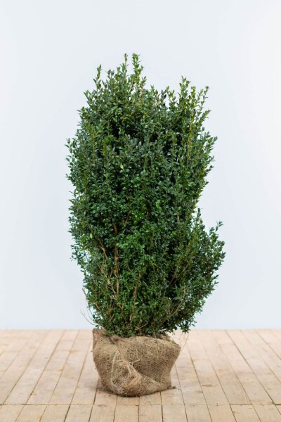 Buchsbaumhecke / Buxus Sempervirens