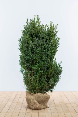 Buchsbaumhecke / Buxus Sempervirens