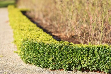 Buchsbaumhecke / Buxus Sempervirens