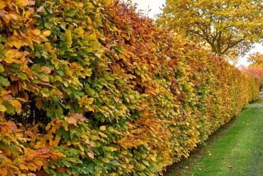 Buche / Hainbuche Carpinus Betulus