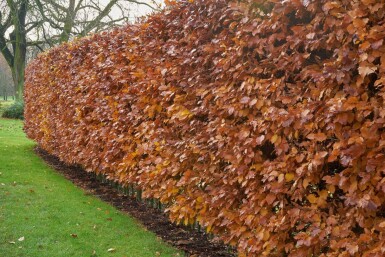 Buche / Hainbuche Carpinus Betulus