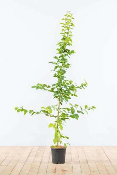 Carpinus betulus 125-150 cm