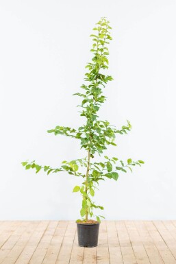 Carpinus betulus 125-150 cm