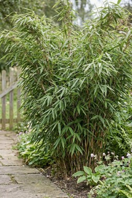 Bambus / Fargesia Murielae Jumbo 175-200 cm - Ballen