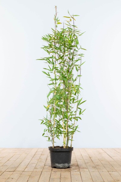 Bamboe / Fargesia Nitida 100-125 cm Bamboe / Fargesia Nitida 100-125 cm
