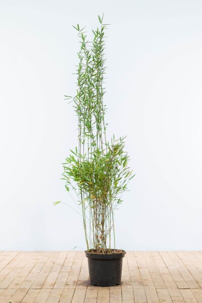 Fargesia nitida 150-175 cm Fargesia nitida 150-175 cm