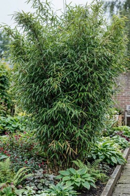 Fargesia nitida 175-200 cm - Rotklump