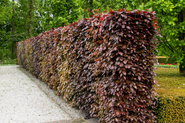 Beuk / Rode Beukenhaag Fagus Sylvatica Atropurpurea P9 40-60 cm