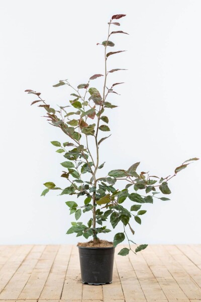 Fagus sylvatica 'Atropunicea' 80-100 cm Fagus sylvatica 'Atropunicea' 80-100 cm