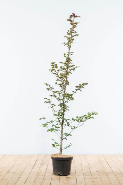 Beuk / Rode Beukenhaag Fagus Sylvatica Atropurpurea 125-150 cm Beuk / Rode Beukenhaag Fagus Sylvatica Atropurpurea 125-150 cm