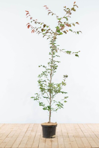 Fagus sylvatica 'Atropunicea' 150-175 cm Fagus sylvatica 'Atropunicea' 150-175 cm