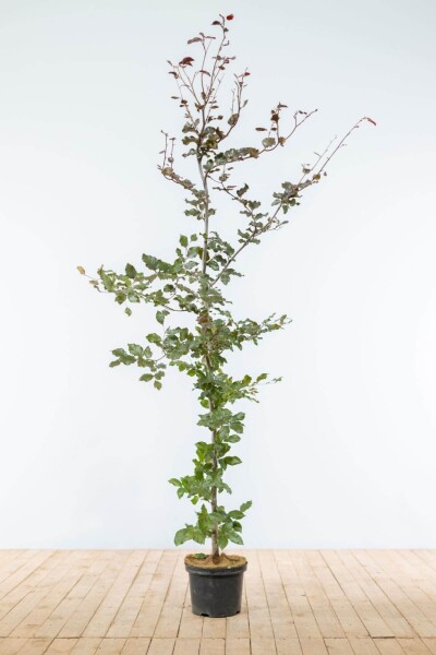 Fagus sylvatica 'Atropunicea' 175-200 cm Fagus sylvatica 'Atropunicea' 175-200 cm