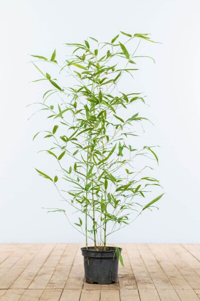 Phyllostachys aurea 60-80 cm Phyllostachys aurea 60-80 cm