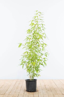 Goldrohrbambus / Phyllostachys Aurea