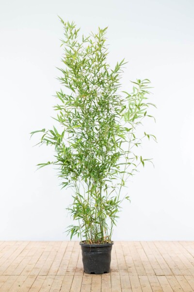 Goldrohrbambus / Phyllostachys Aurea