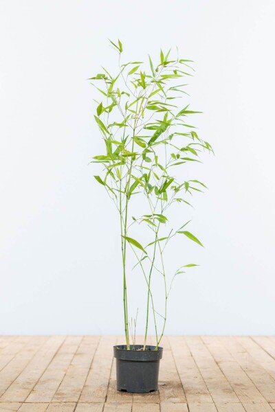 Phyllostachys bissetii 60-80 cm Phyllostachys bissetii 60-80 cm