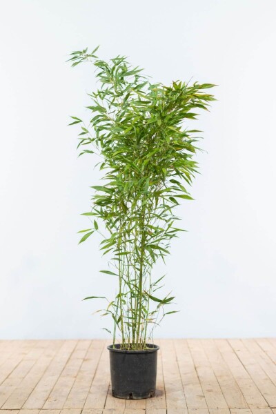 Phyllostachys bissetii 100-125 cm Phyllostachys bissetii 100-125 cm