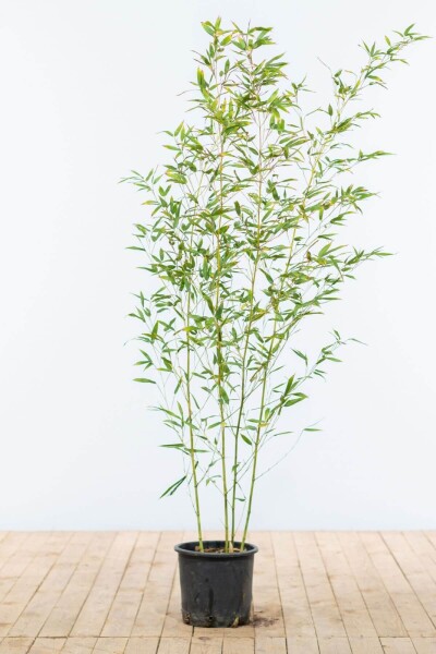 Bamboe / Phyllostachys Bissetii 120-140 cm Bamboe / Phyllostachys Bissetii 120-140 cm