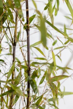 Schwarzer Bambus / Phyllostachys Nigra