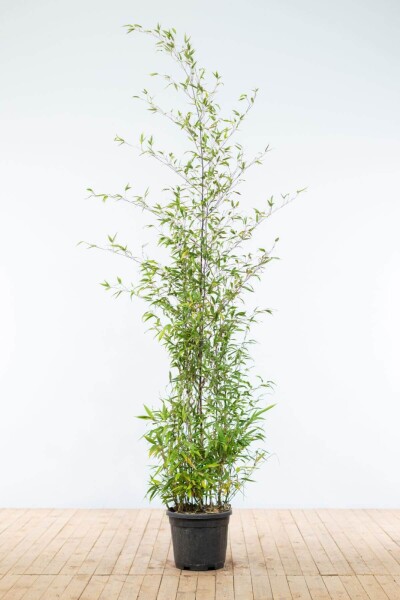 Schwarzer Bambus / Phyllostachys Nigra