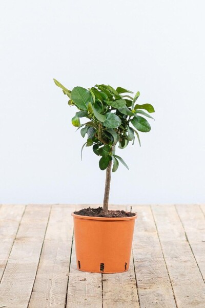 Citrus × aurantiifolia 'Lime Verde' 20-30 cm Citrus × aurantiifolia 'Lime Verde' 20-30 cm