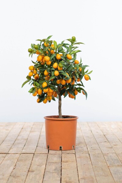 Marumikumquat / Fortunella Margarita Kumquat Ministamm