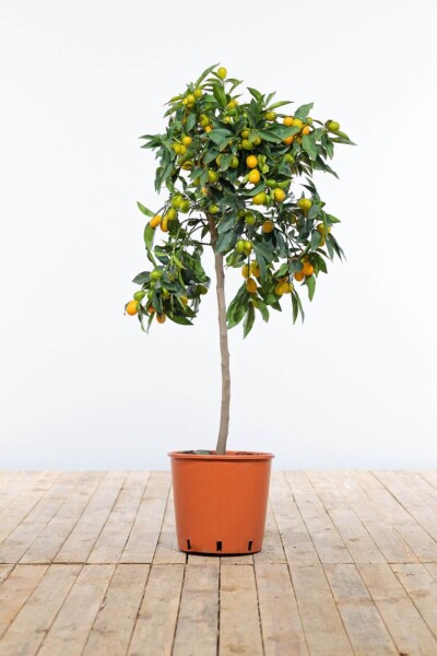 Citrus Kumquat / Fortunella Margarita ministam 80-100 cm