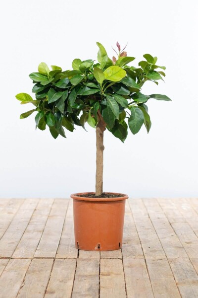 Citronnier / Citrus Limon Mini-tige/stipe/tronc 40-60 cm Citronnier / Citrus Limon Mini-tige/stipe/tronc 40-60 cm