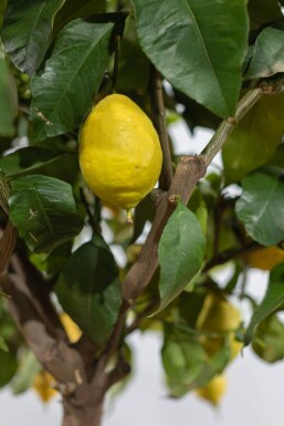 Zitronenbaum / Citrus Limon auf Stamm