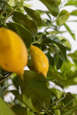 Zitronenbaum / Citrus Limon auf Stamm